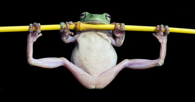 10 Strange Times When Species Evolved Backward