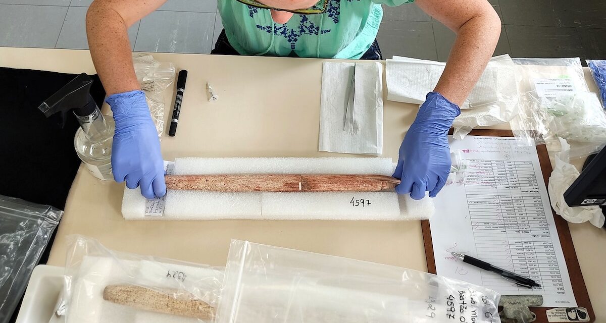 Scientists find oldest direct evidence of whaling in a place they never suspected