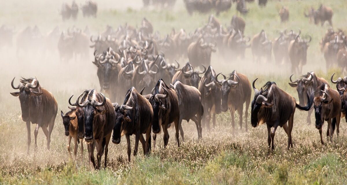 5 unmissable safari experiences in East Africa