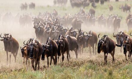 5 unmissable safari experiences in East Africa