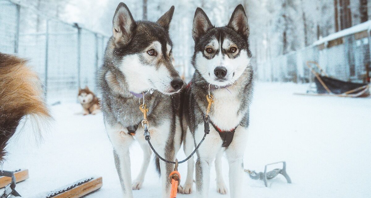 What to see and do in Rovaniemi, Finland