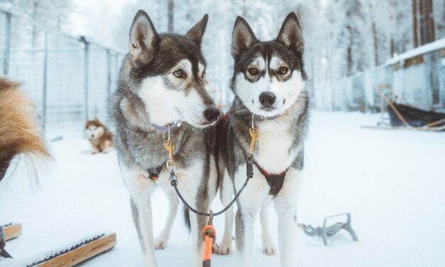What to see and do in Rovaniemi, Finland