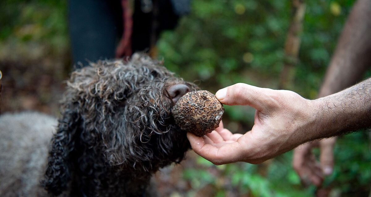 The truffle-hunting dogs sniffing out new species in the name of science