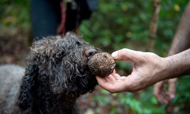 The truffle-hunting dogs sniffing out new species in the name of science