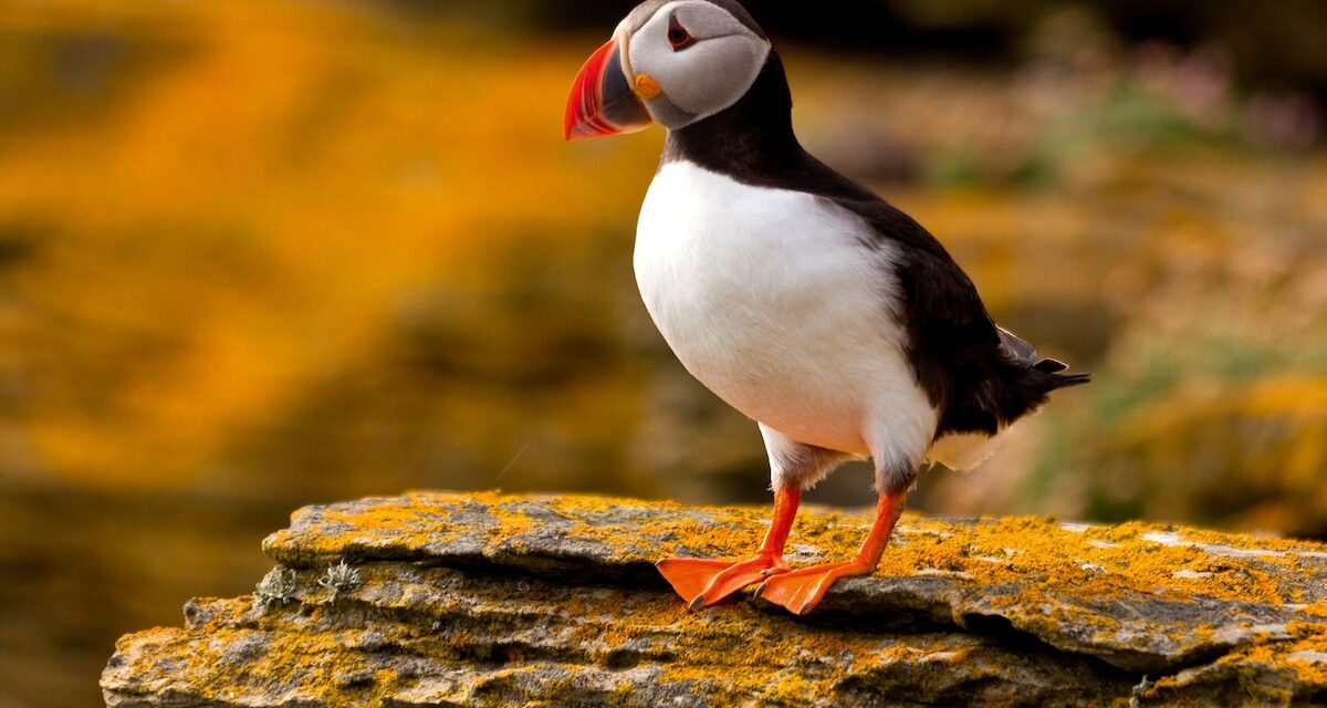 Want to see puffins? Then head to Scotland’s wild Orkney Islands
