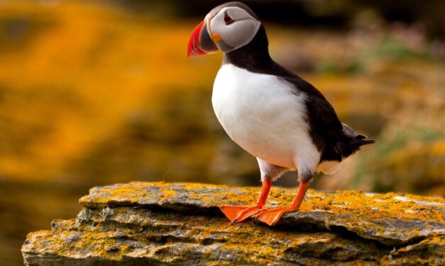Want to see puffins? Then head to Scotland’s wild Orkney Islands