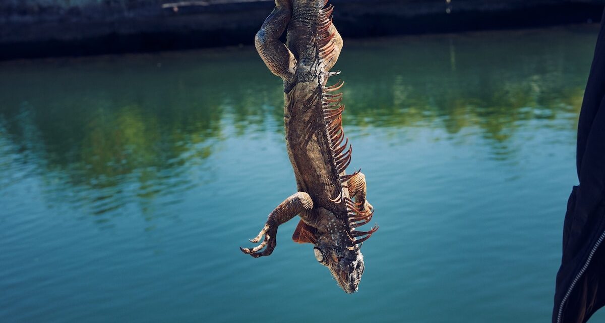 Iguanas are falling out of trees in Florida—here’s why