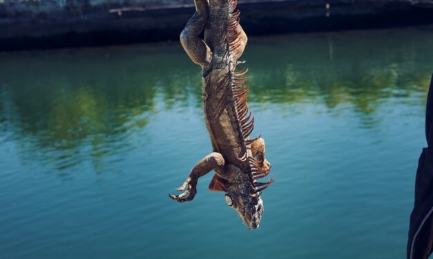 Iguanas are falling out of trees in Florida—here’s why