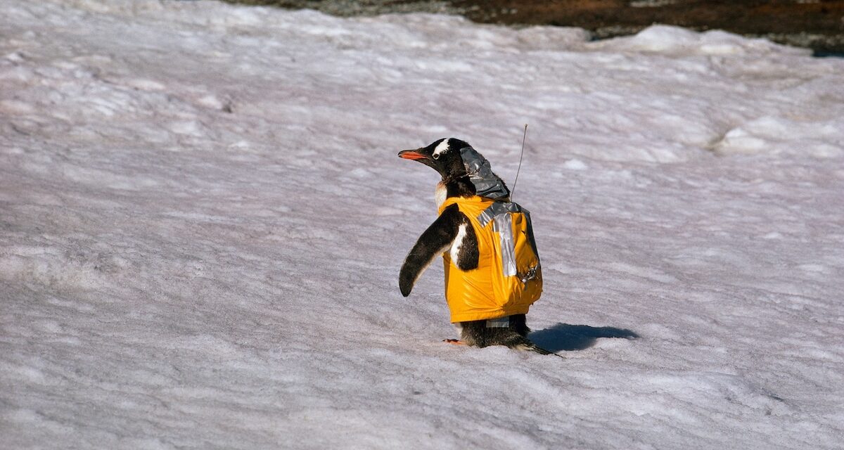 A long and dangerous voyage to understanding Antarctica’s vast wildlife