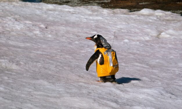 A long and dangerous voyage to understanding Antarctica’s vast wildlife