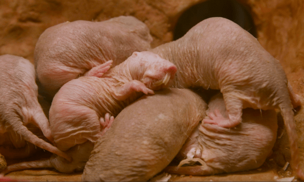 4 wild ways animals breed