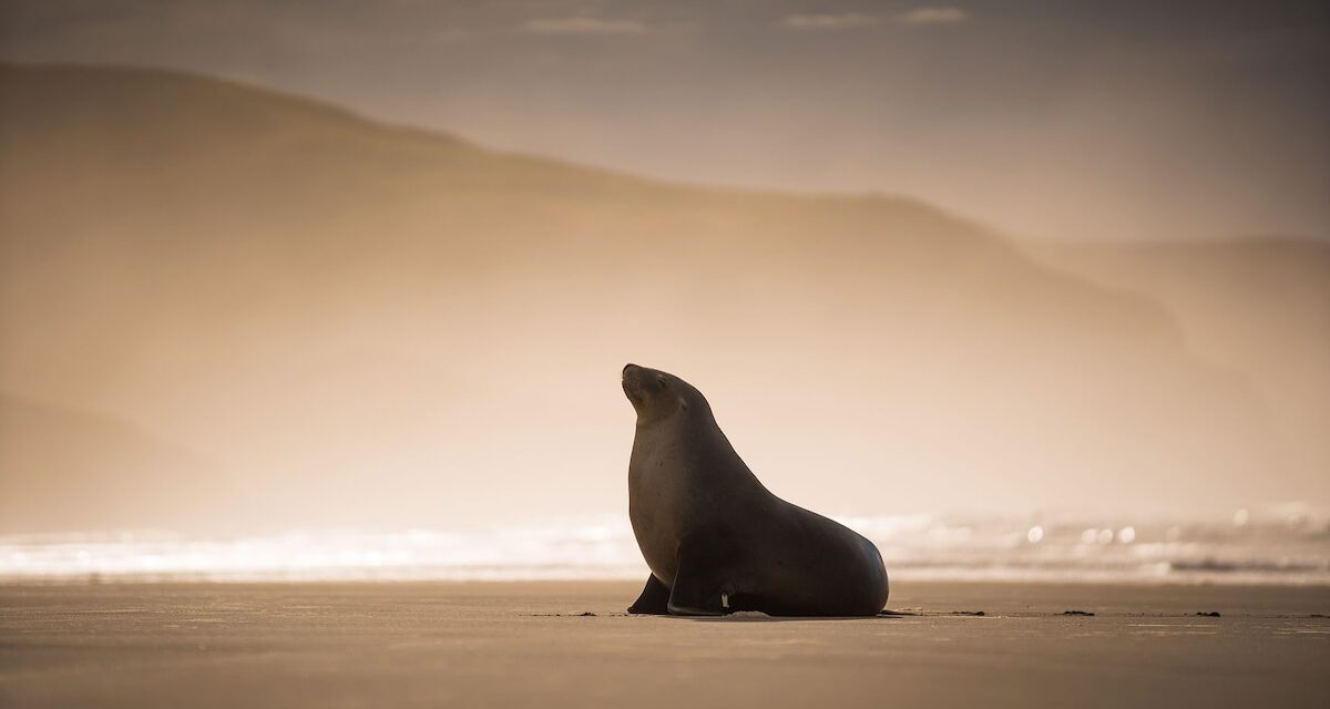 Sea lions, surf and the steepest street—discover the best of Dunedin, New Zealand