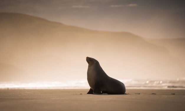 Sea lions, surf and the steepest street—discover the best of Dunedin, New Zealand