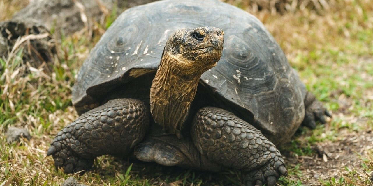 NASA Is Helping Bring Giant Tortoises Back to the Galápagos