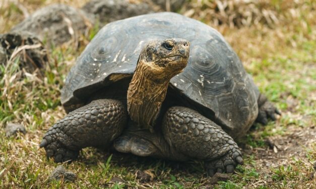 NASA Is Helping Bring Giant Tortoises Back to the Galápagos