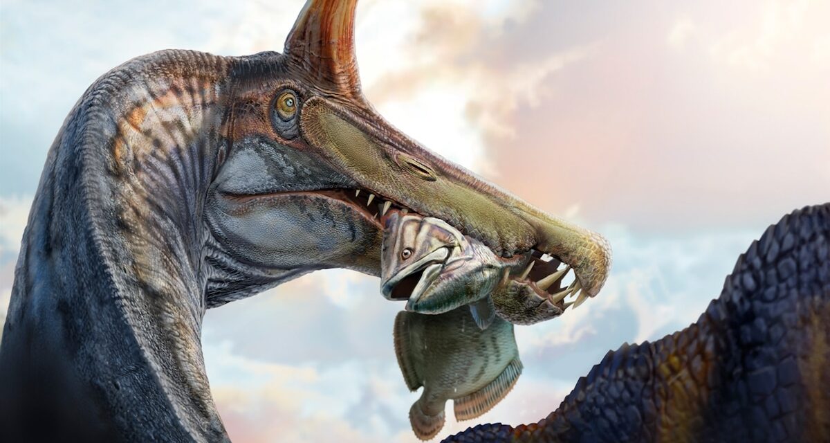 This odd-looking new Spinosaurus is reviving an age-old debate