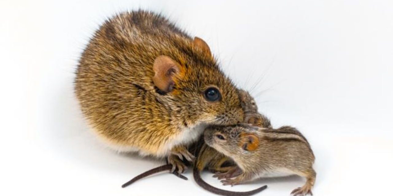 Scientists find genetic ‘switch’ in mice that turns caring dads into violent brutes