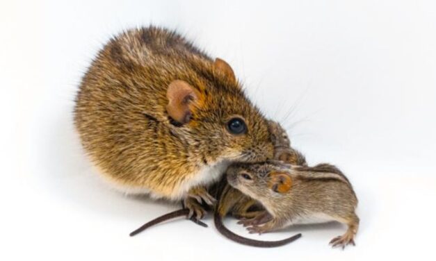Scientists find genetic ‘switch’ in mice that turns caring dads into violent brutes