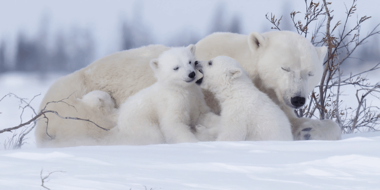 11 cool phtos to celebrate International Polar Bear Day