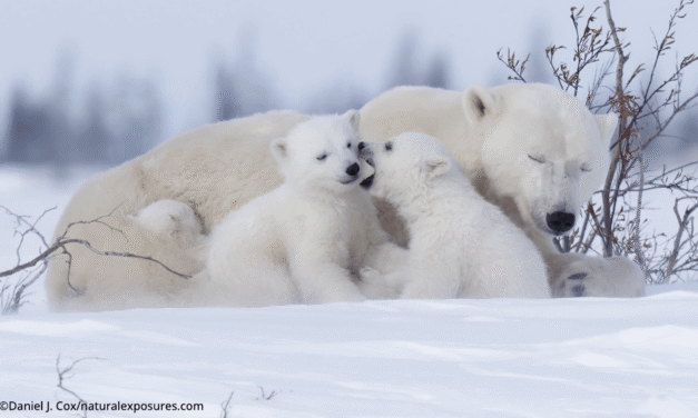 11 cool phtos to celebrate International Polar Bear Day