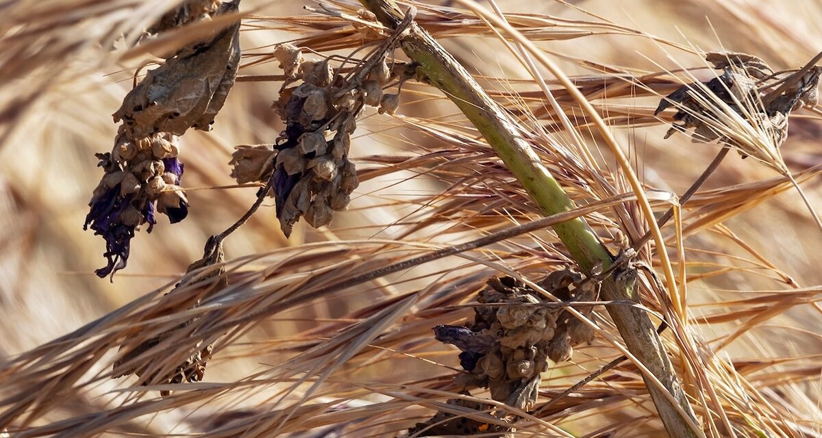 The real ‘paleo’ diet had plenty of fruits and veggies