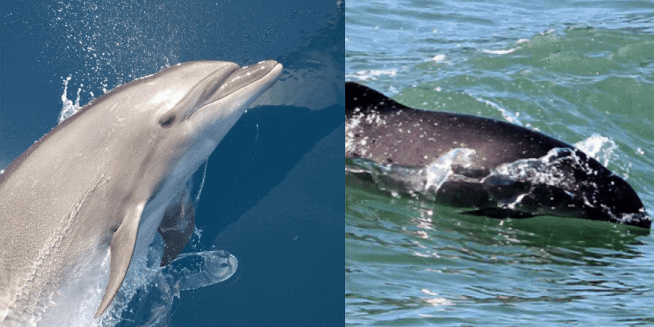 Florida can’t decide if its official saltwater mammal is a dolphin or a porpoise