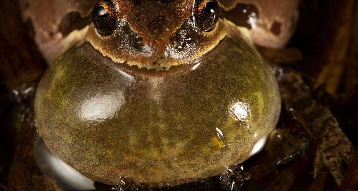 These frog mating calls may also serve as weather reports