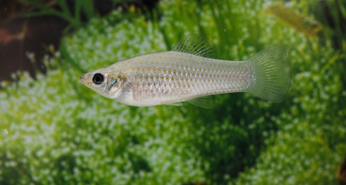 This fish has cloned itself for 100,000 years. Scientists just figured out how.