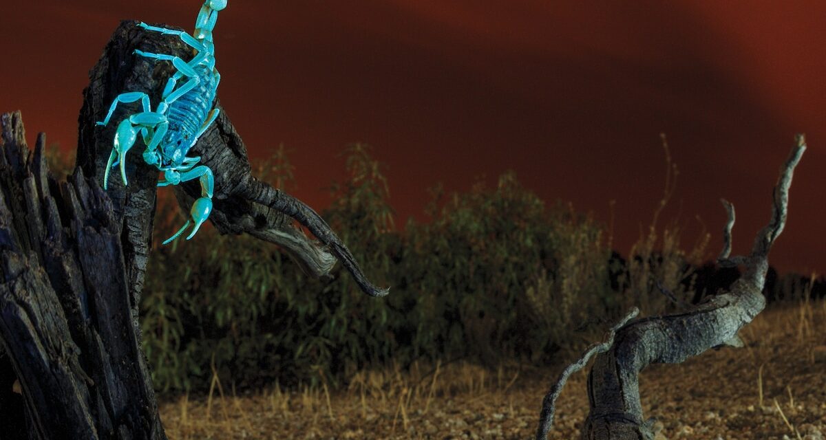 Scorpions, spiders, and other creatures that glow in the dark