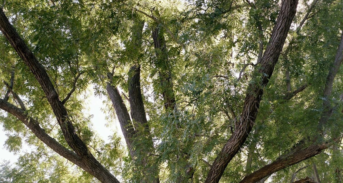 The reverent quest to find the East Coast’s most majestic trees