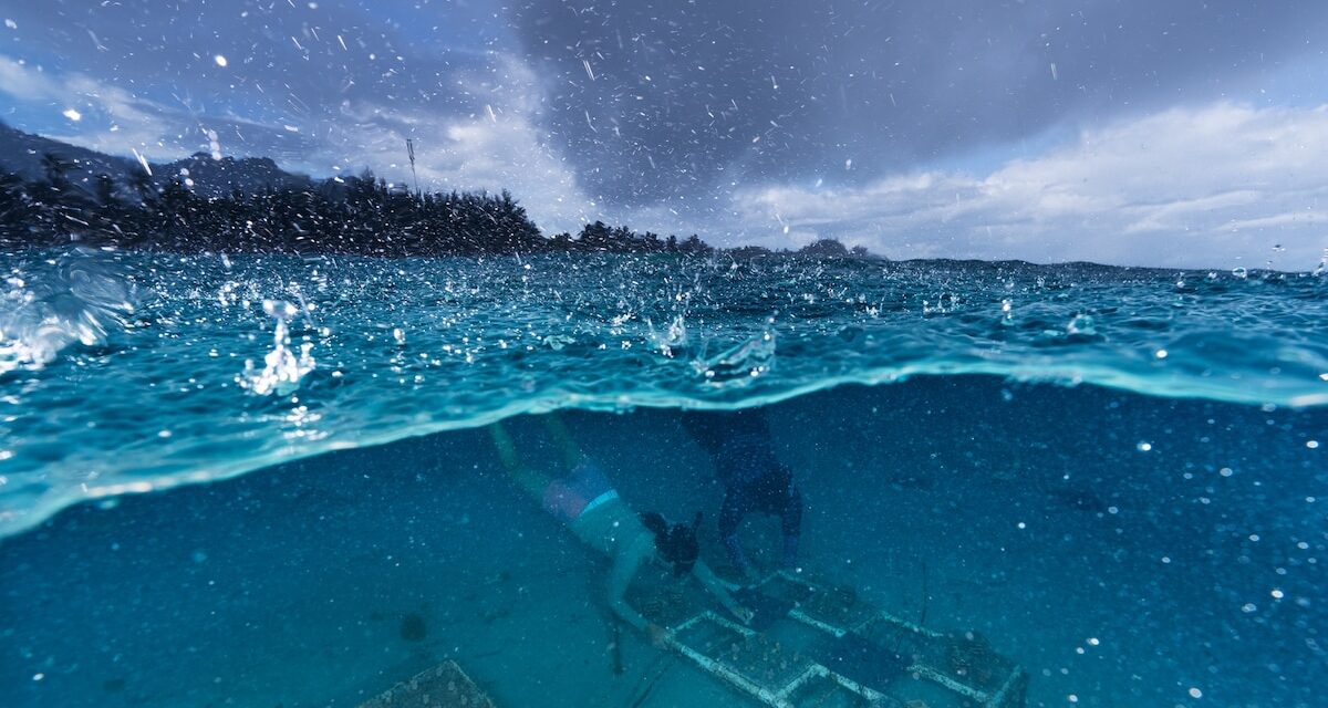 Survival of the fittest? For coral, it’s the most cooperative who may succeed.