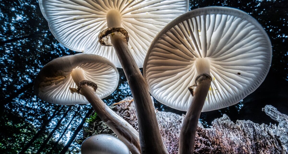 photo-of-the-day-march-2026