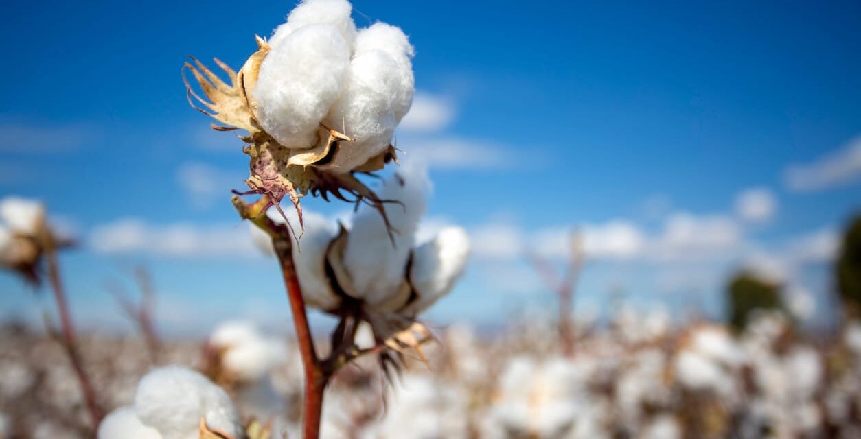 Cotton Slipping Back on Friday Morning