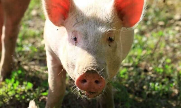Hogs Extending Lower on Friday