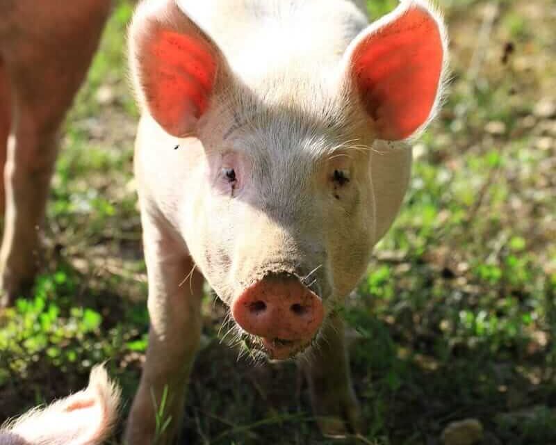 Hogs Extending Lower on Friday