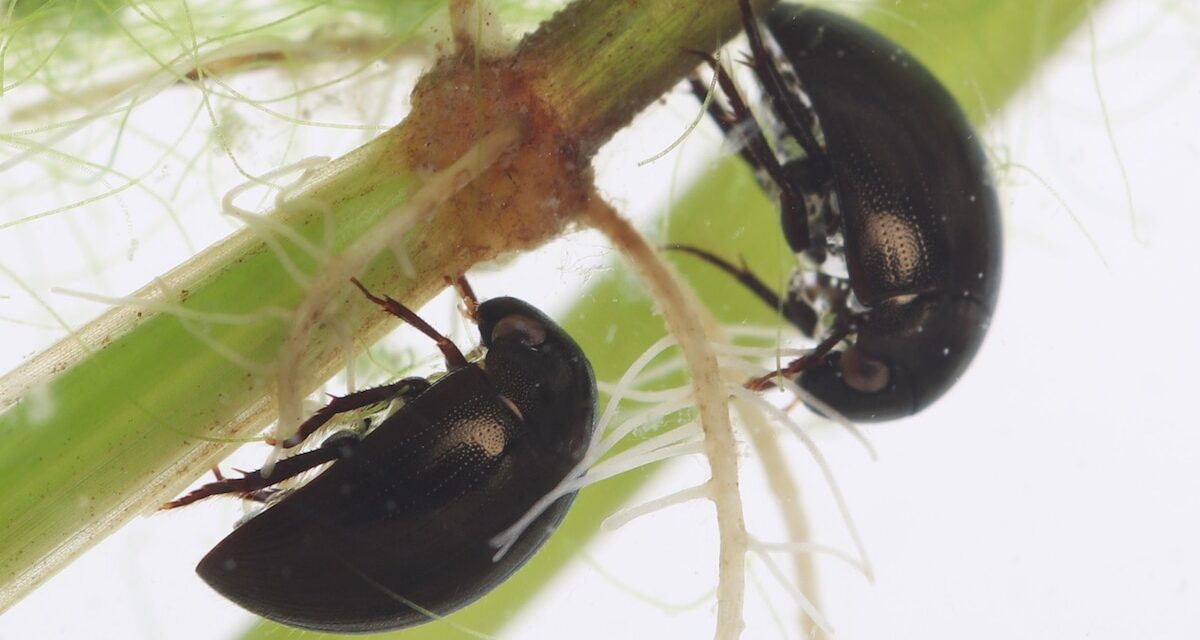 These animals have evolved to escape certain death