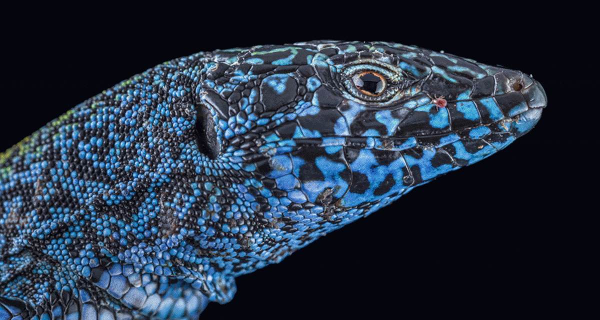 Can Ibiza’s colorful island lizards survive a snake explosion?