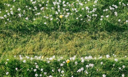 Why you may not want to let your lawn grow wild this ‘No Mow May’