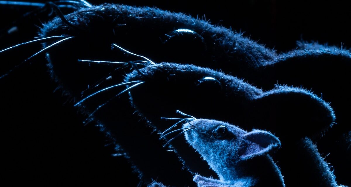 Can you clone an animal forever? Scientists have spent two decades finding out.