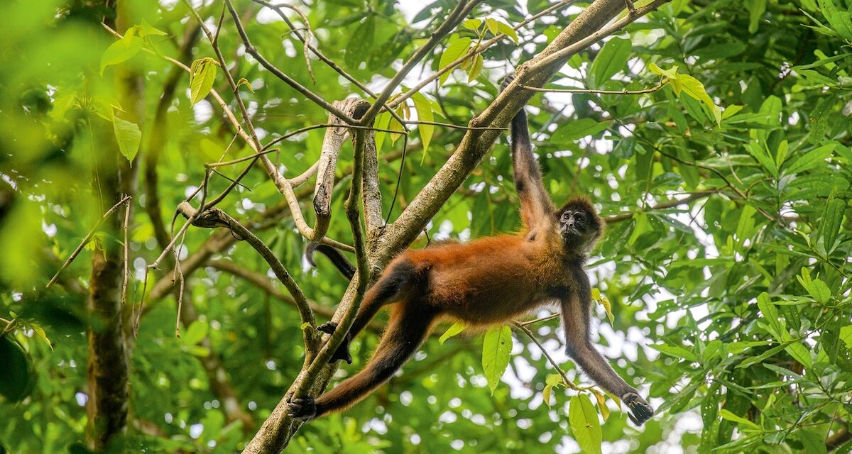 How to stay in a Costa Rican jungle overnight—and live to tell the tale
