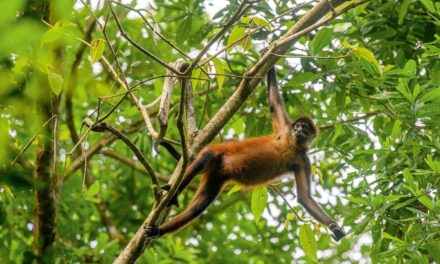 How to stay in a Costa Rican jungle overnight—and live to tell the tale