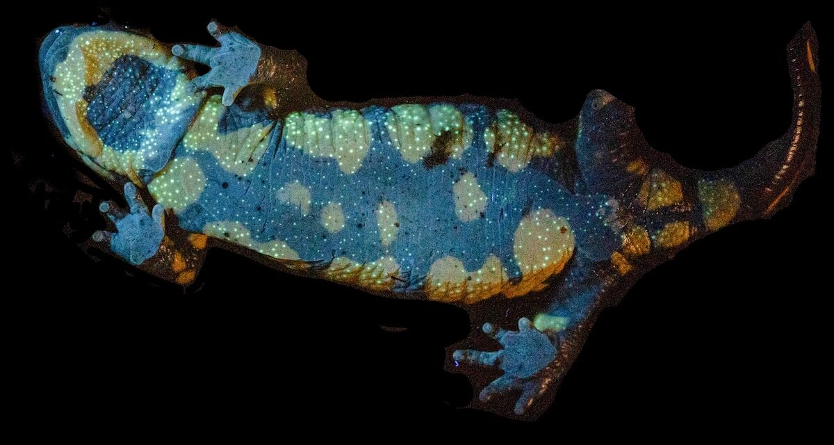 Fire salamanders may scare away predators with fluorescent glowing goo