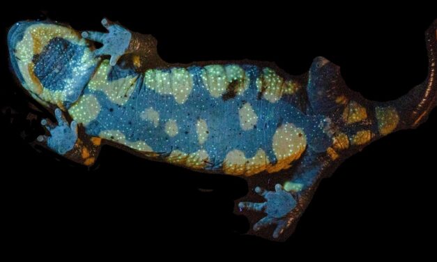 Fire salamanders may scare away predators with fluorescent glowing goo