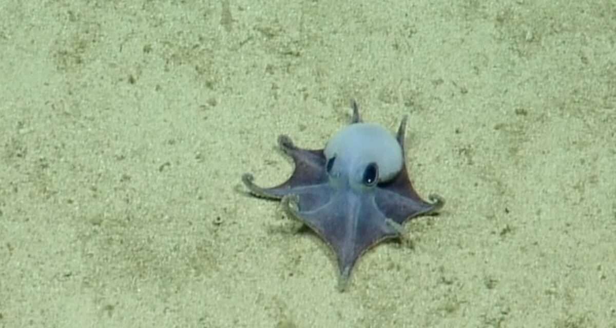 The color of this new and unusual blue octopus is what helps it survive