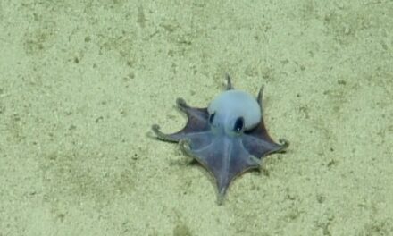 The color of this new and unusual blue octopus is what helps it survive