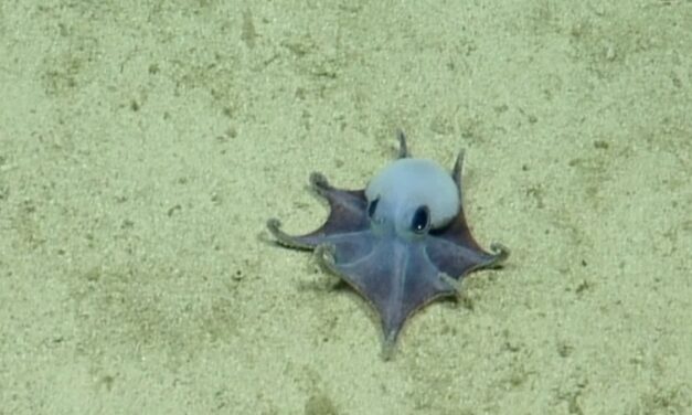 The color of this new and unusual blue octopus is what helps it survive