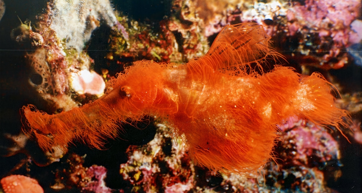 Scientists just discovered the Snuffleupagus of the sea