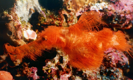 Scientists just discovered the Snuffleupagus of the sea