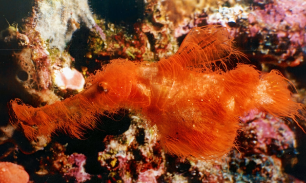 Scientists just discovered the Snuffleupagus of the sea