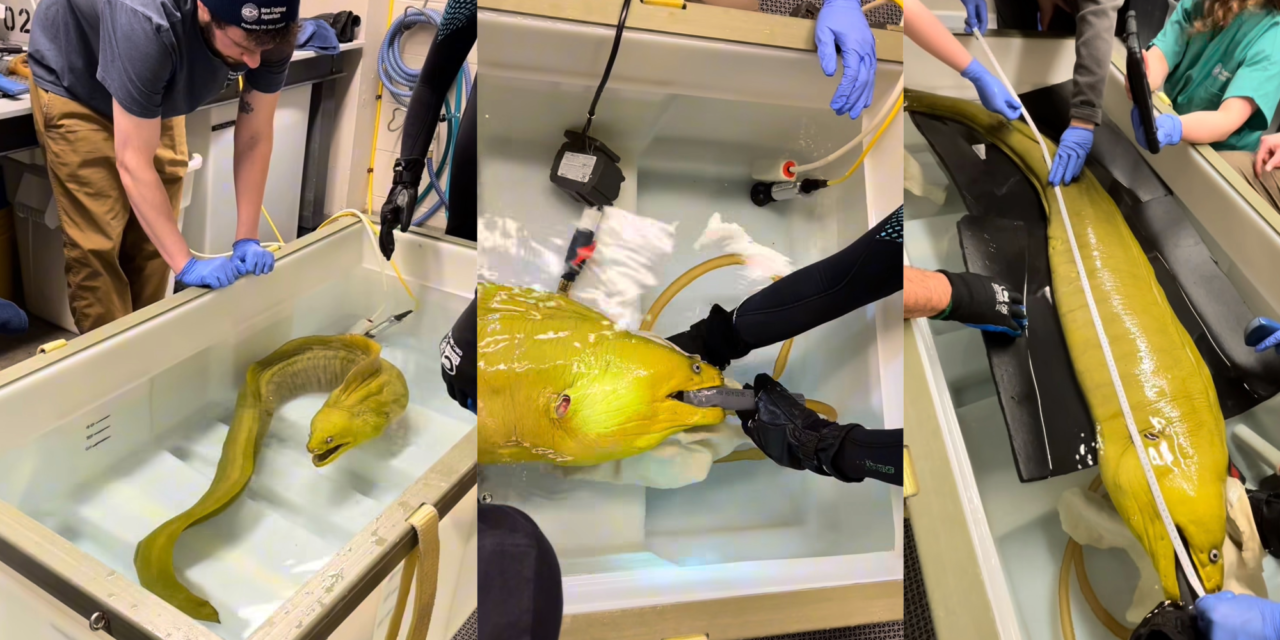 Thomas the moray eel goes to the doctor